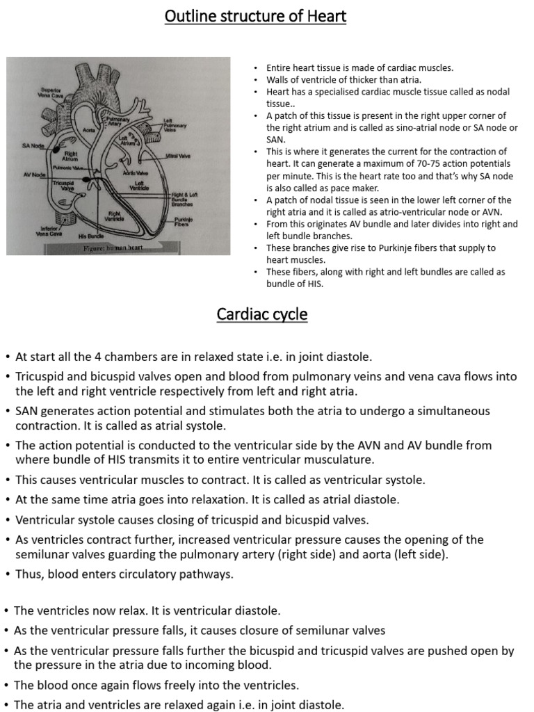Heart Structure and Cardiac Cycle Explained | PDF | Diastole | Atrium ...