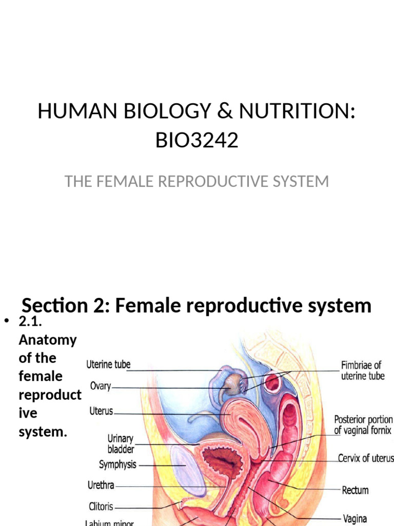 Anatomy of the Female Reproductive System | PDF | Menstrual Cycle | Ovary