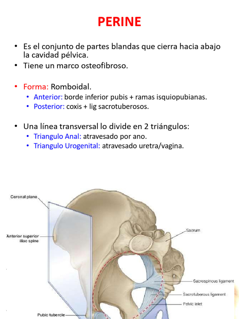 Anatomía y Función del Perineo | PDF | Vagina | Pelvis
