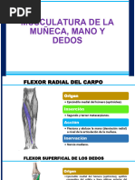 Músculos y Tendones Extensores de Muñeca | PDF | Mano | Extremidades ...