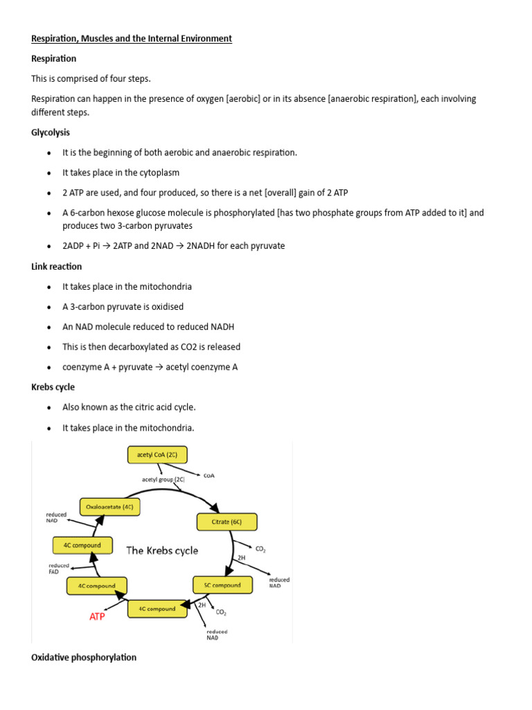 Respiration and Muscle Function Overview | PDF | Cellular Respiration ...