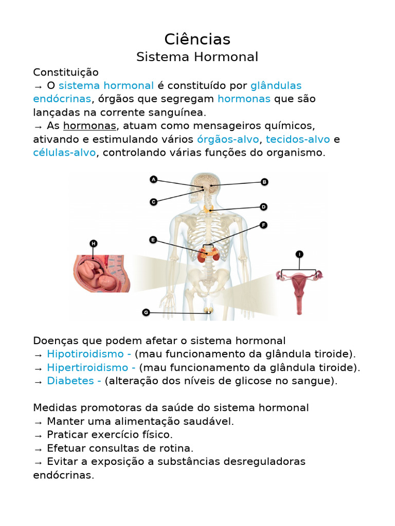 Sistema Hormonal e Reprodutor Humano | PDF | Menstruação | Placenta