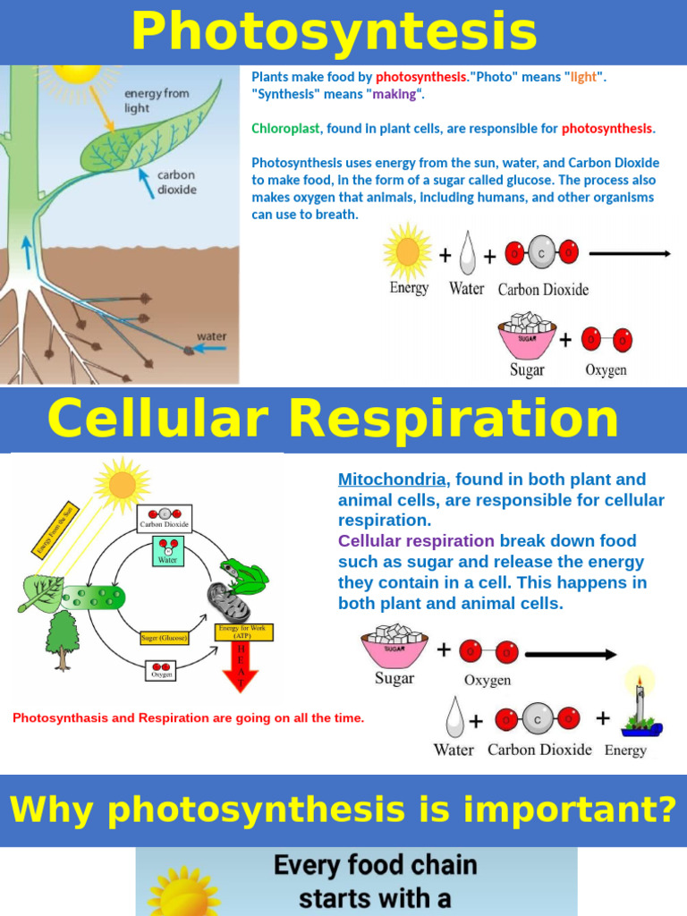 Photosynthesis and Respiration Guide | PDF | Photosynthesis | Plants