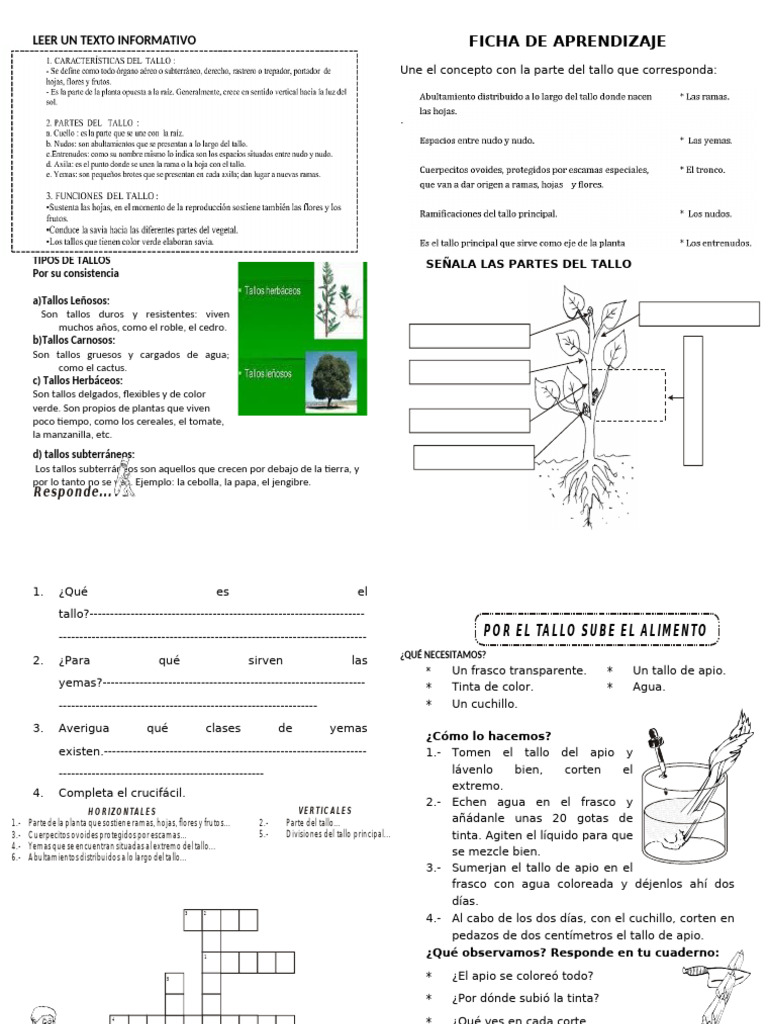 Tipos y Funciones de los Tallos | PDF | Tallo de la planta | Botánica