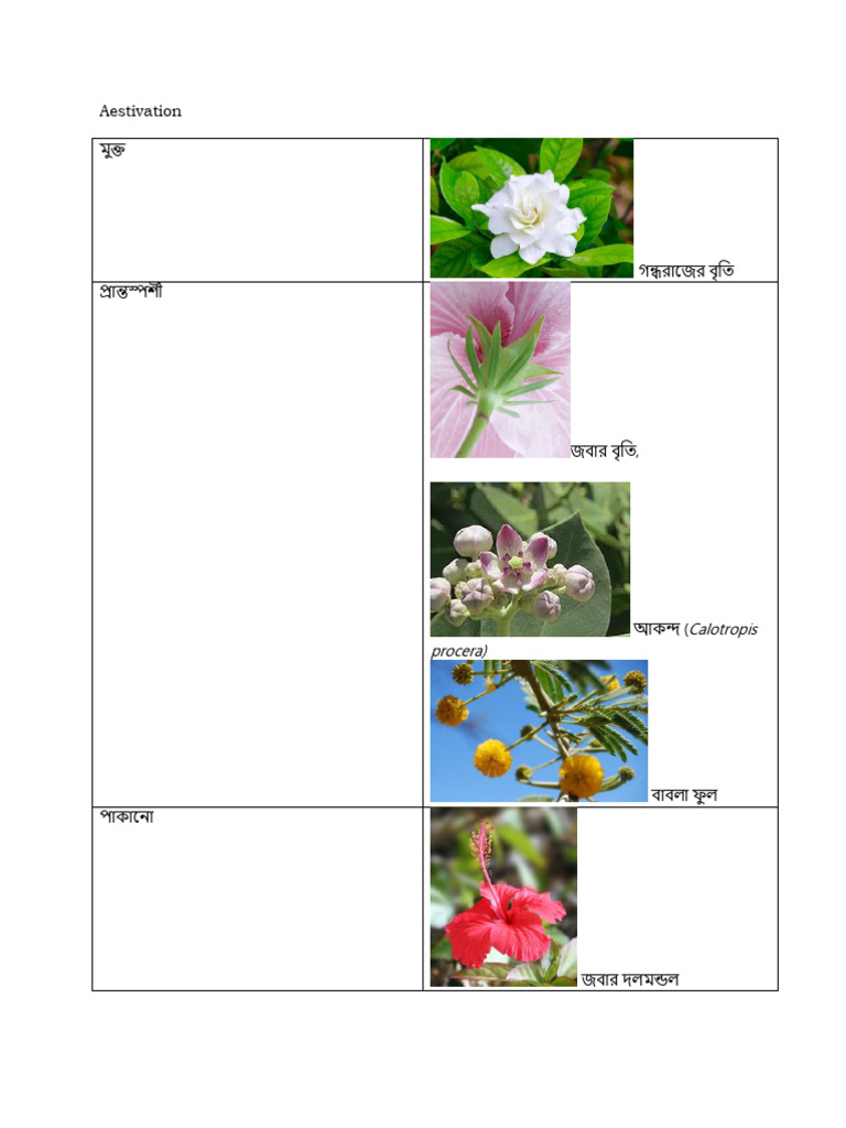 Angiosperms Memo | PDF