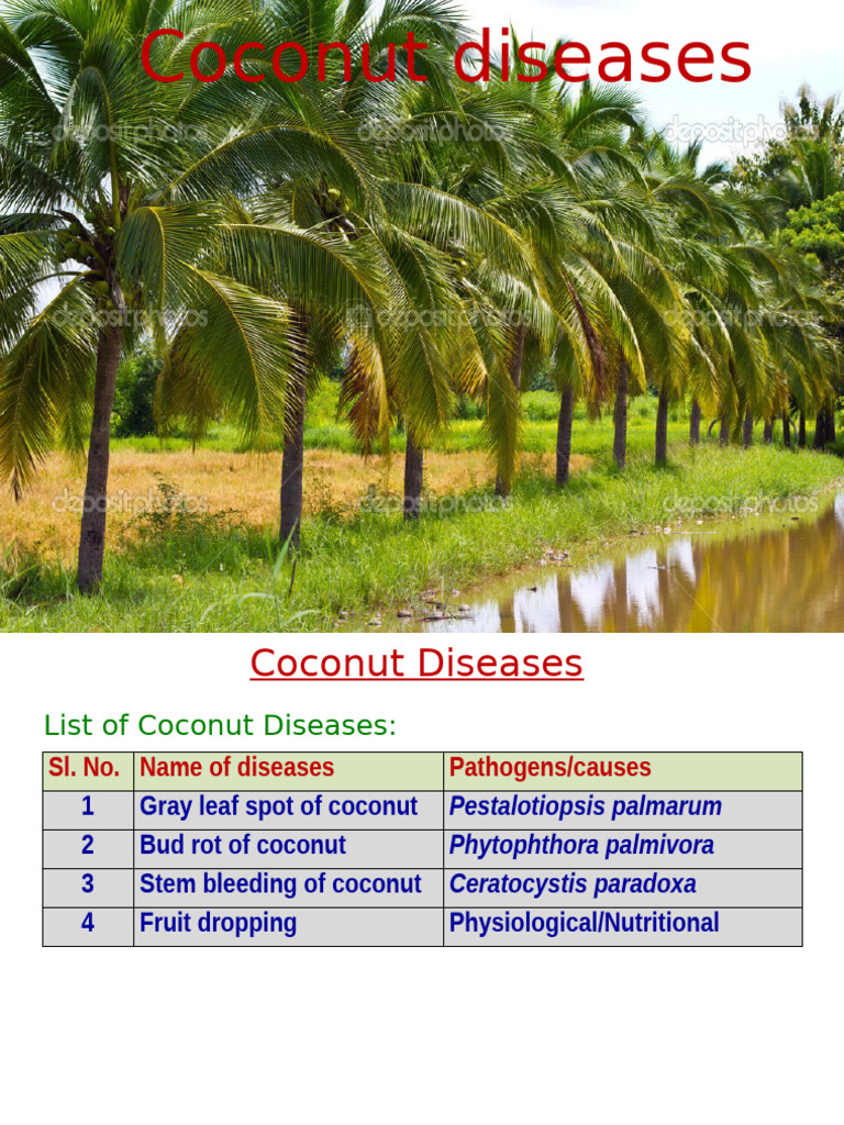 Key Coconut Diseases and Control Measures | PDF | Coconut | Leaf