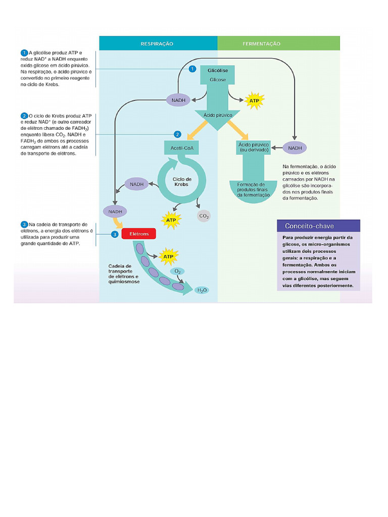 Metabolismo Energético Celular | PDF