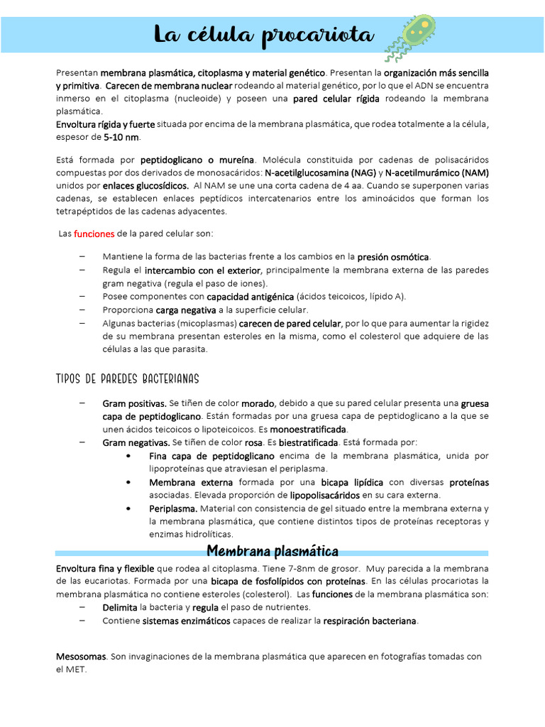 Estructura y funciones de la célula procariota | PDF | Las bacterias ...