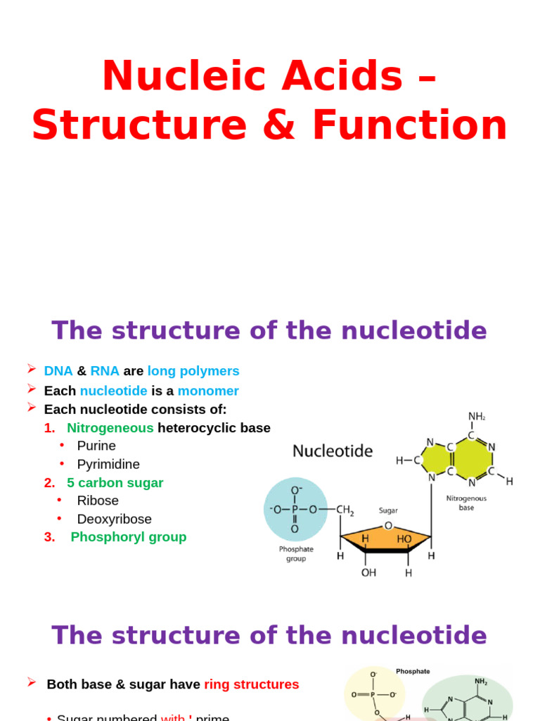 Nucleic Acids: Structure and Function | PDF | Dna Replication ...