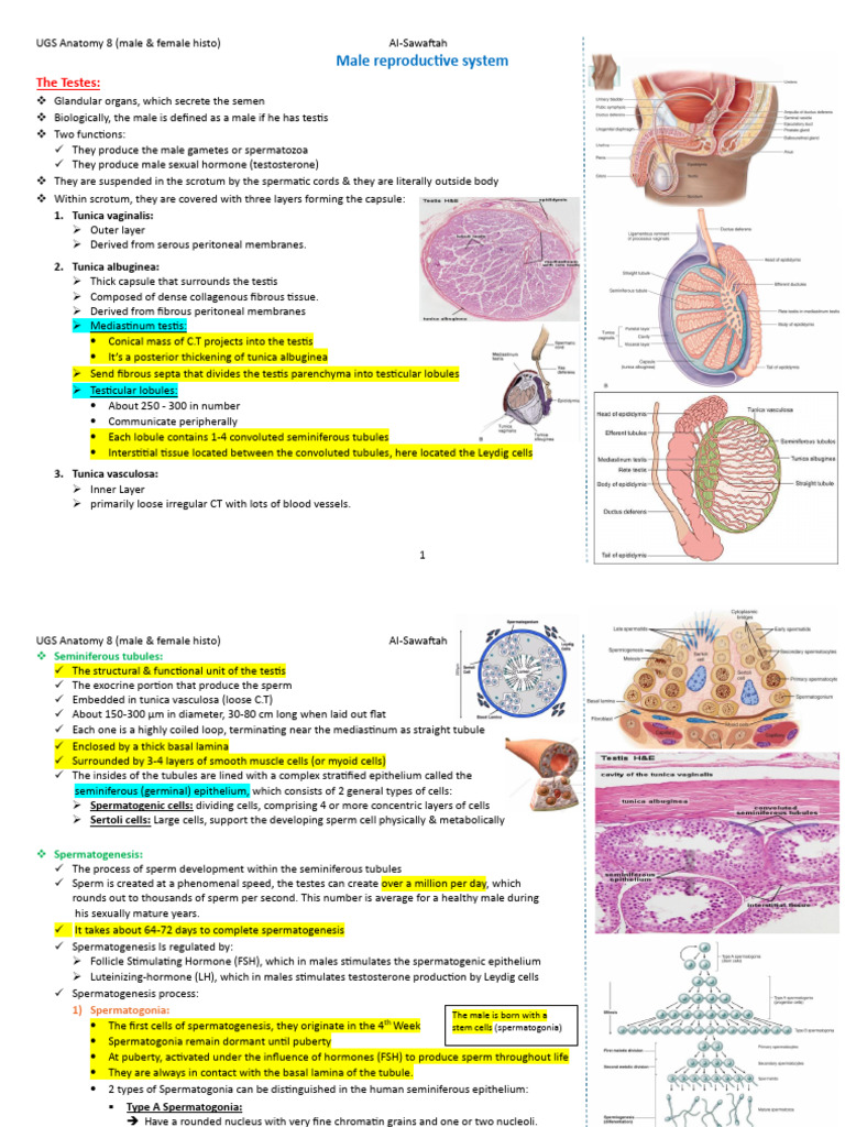 male & female histology. | PDF | Testicle | Ovary