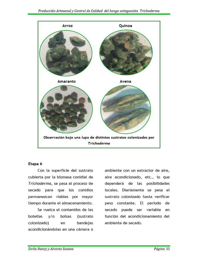 Trichoderma 05 | PDF | Patógeno | Laboratorios