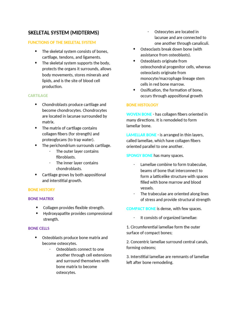 Functions and Anatomy of the Skeletal System | PDF | Bone | Osteoblast