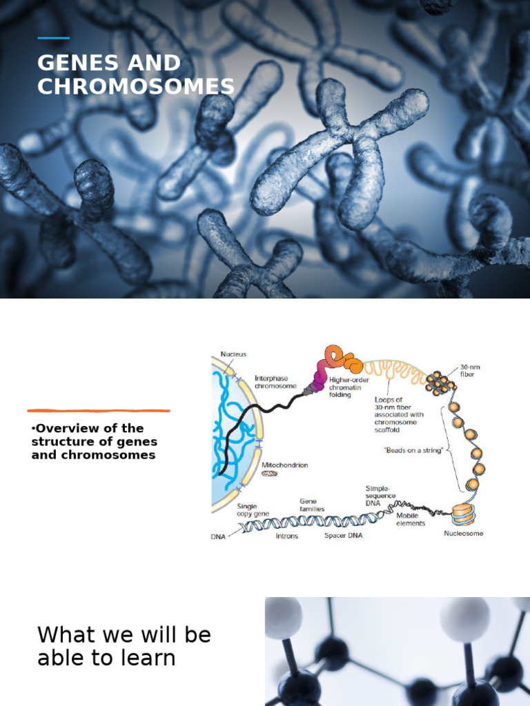 Genes and Chromosomes Overview | PDF | Messenger Rna | Gene