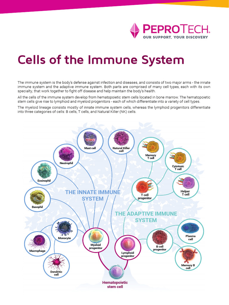 Overview of Immune System Cells | PDF | Immune System | Adaptive Immune ...