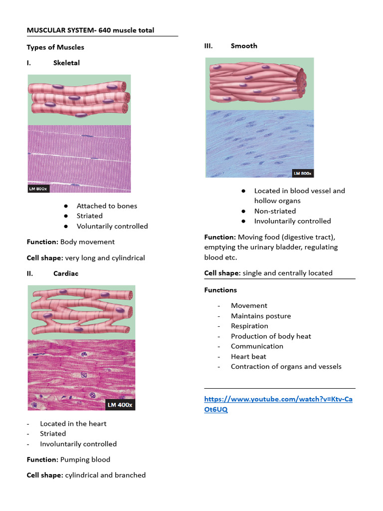 MUSCULAR SYSTEM | PDF | Muscle Contraction | Muscle