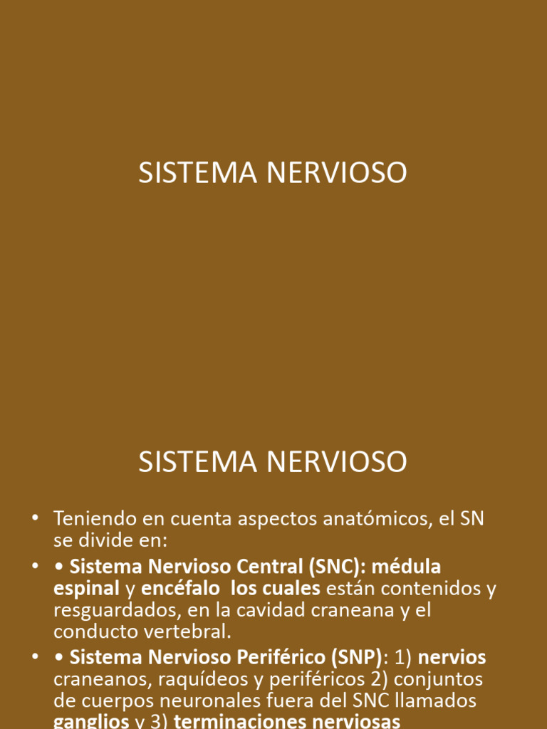 4 Sistema Nervioso | PDF | Sistema nervioso central | Cerebro