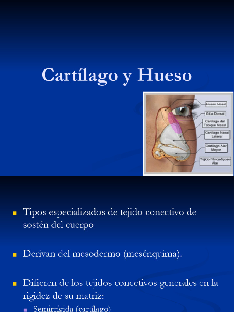 Estructura y Función del Cartílago y Hueso | PDF | Cartílago | Hueso