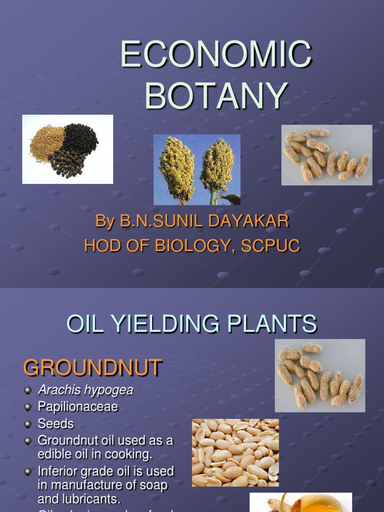 Economic Botany PDF Curry Cereals
