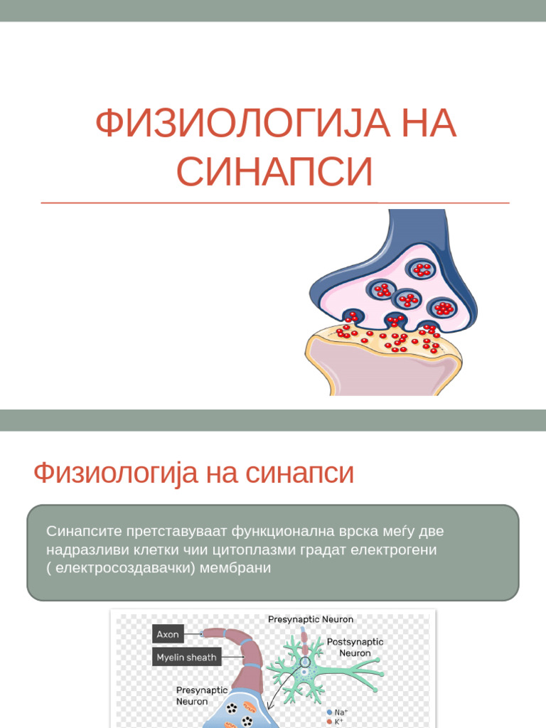 11 Физиологија-на-синапси | PDF