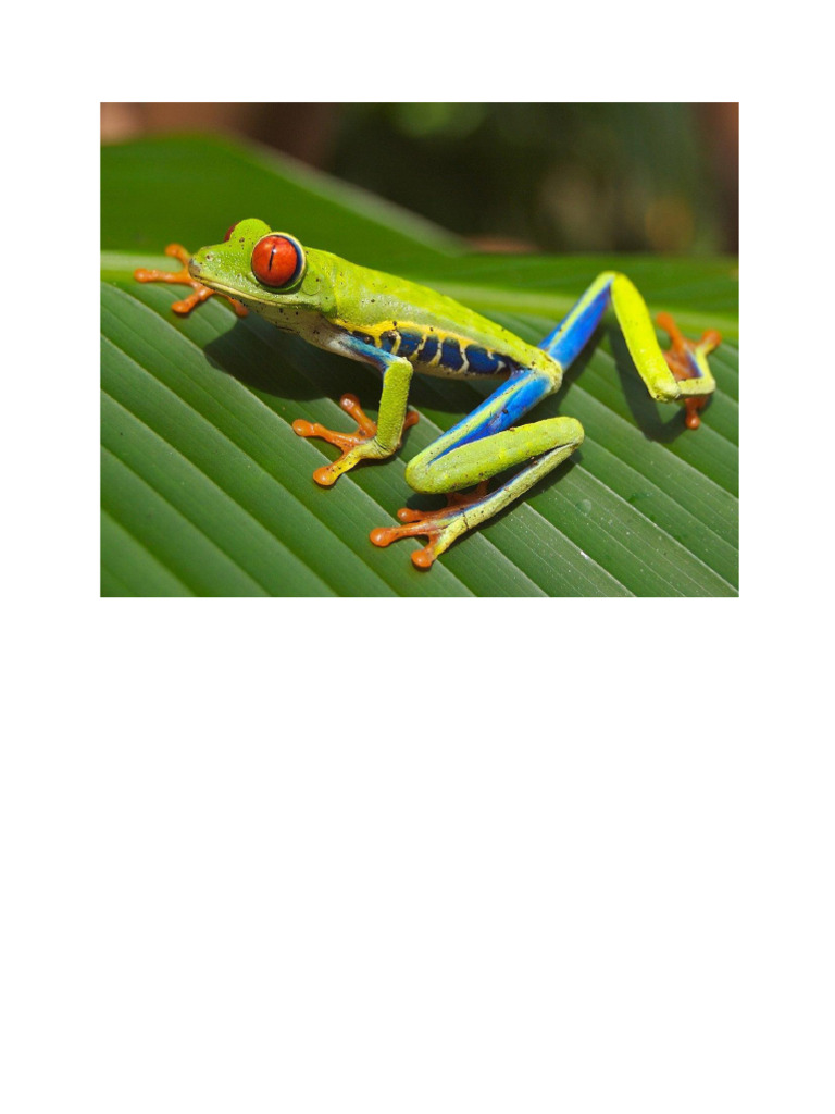 Frog | PDF