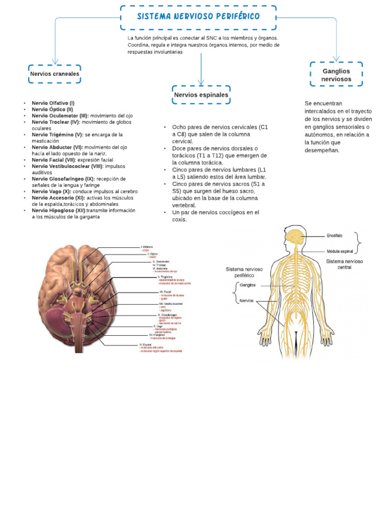Sistema Nervioso Periférico | PDF | Sistema nervioso | Neuroanatomía