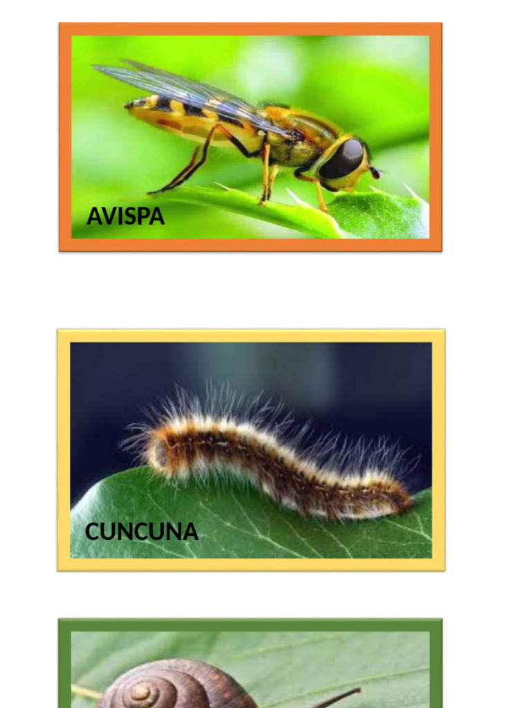 Insectos y Artrópodos Comunes | PDF