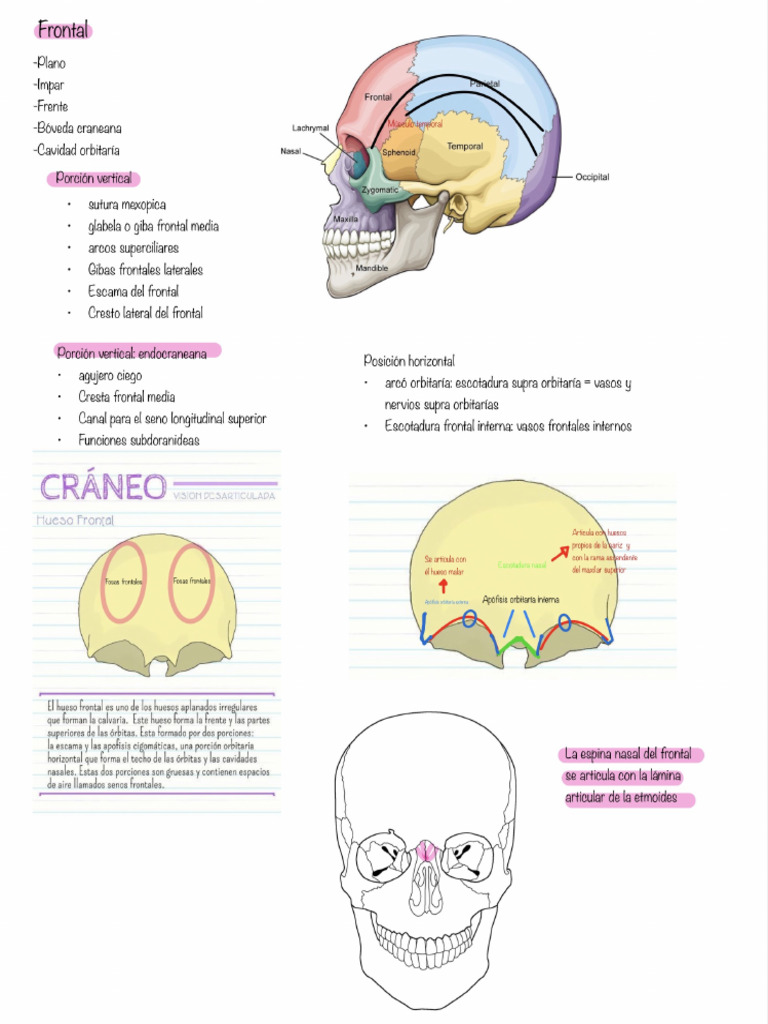 Frontal, Parietal, Etmoides | PDF