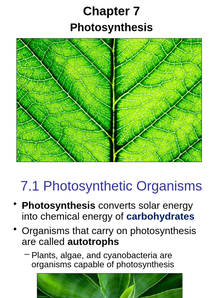 Photosynthesis in Plants Explained | PDF | Photosynthesis | Chlorophyll
