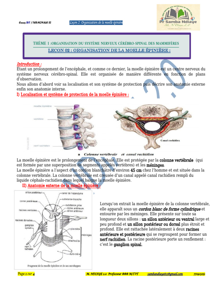 Foie — Wikipédia, image size:768x1024