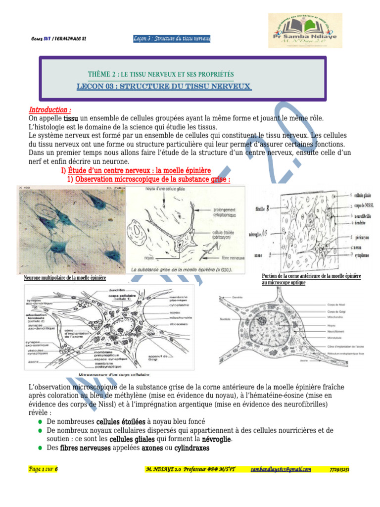 Structure du tissu nerveux au microscope | PDF | Nerf | Neurone