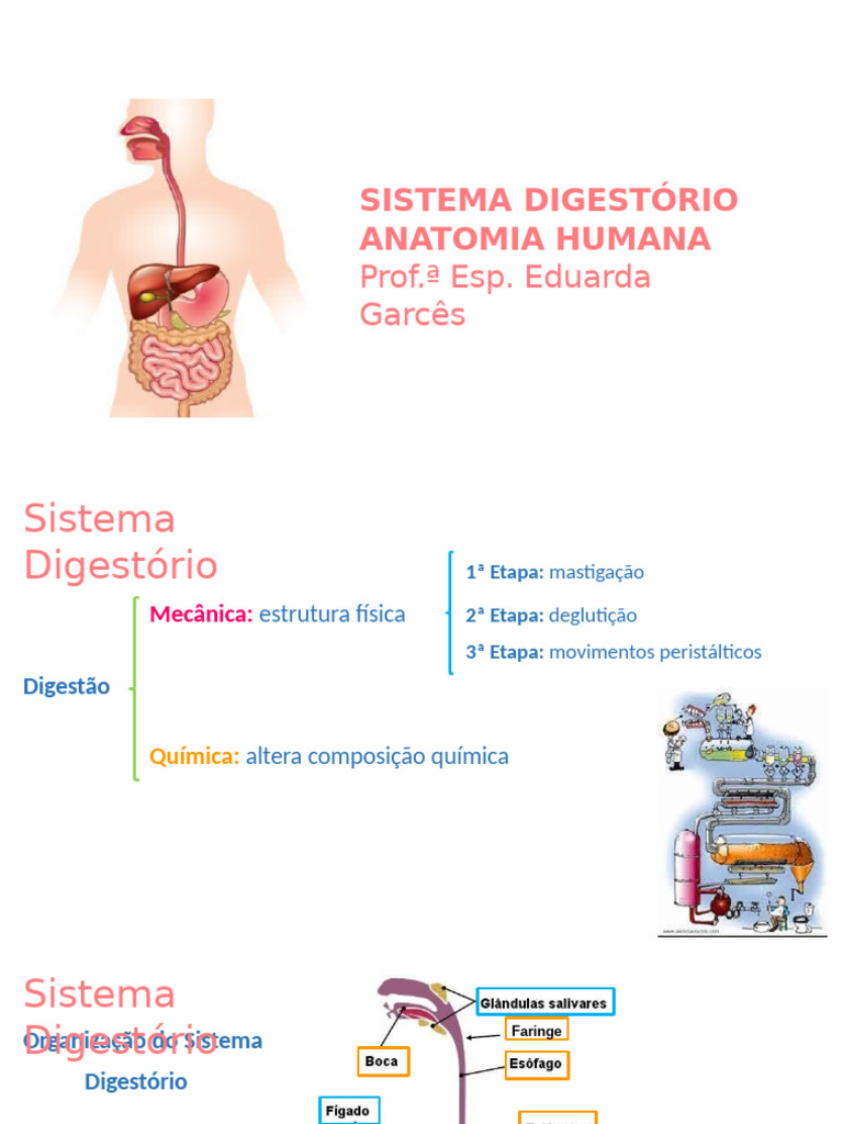 AULA 05 ANATOMIA - Sistema Digestório | PDF | Sistema digestivo humano ...