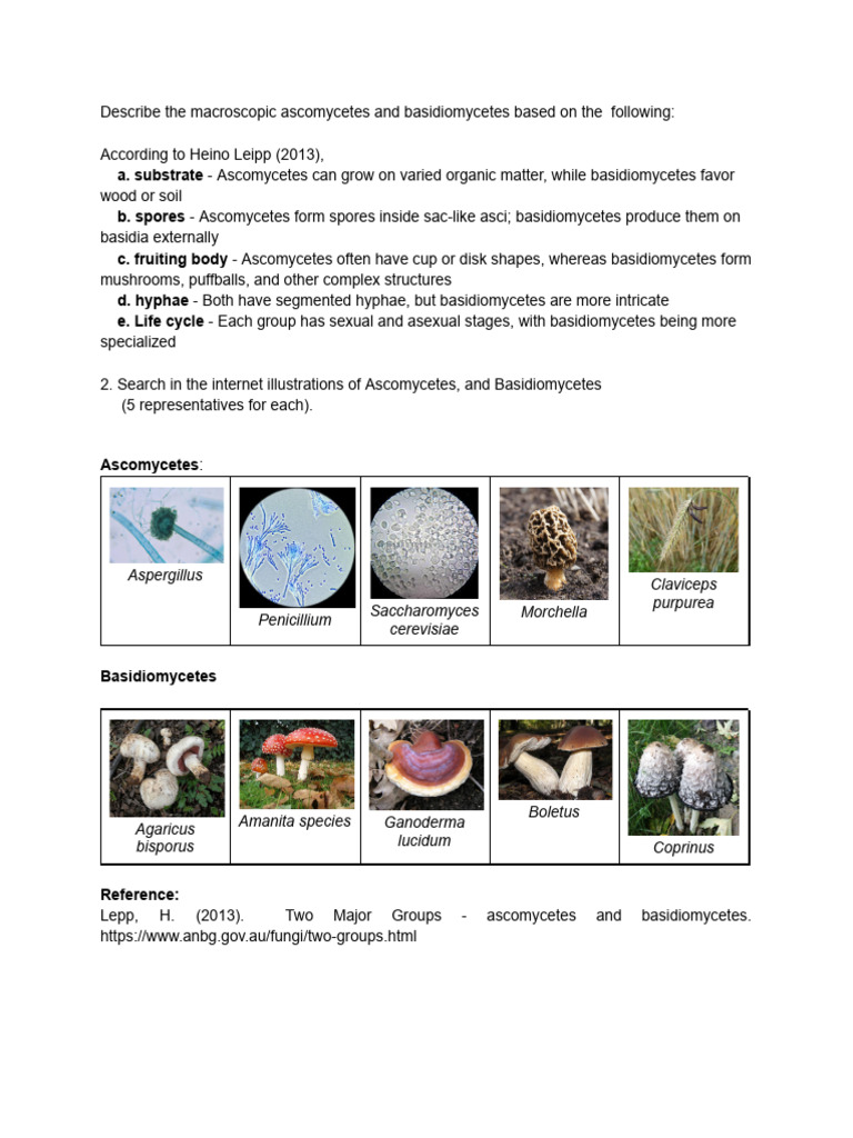 Ascomycetes vs. Basidiomycetes Overview | PDF