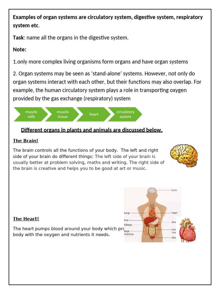 Year 7 Bio Week 11 Notes | PDF | Human Body | Blood