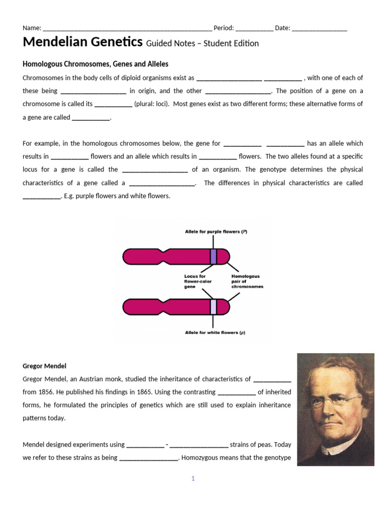Mendelian Genetics Guided Notes | PDF | Zygosity | Allele