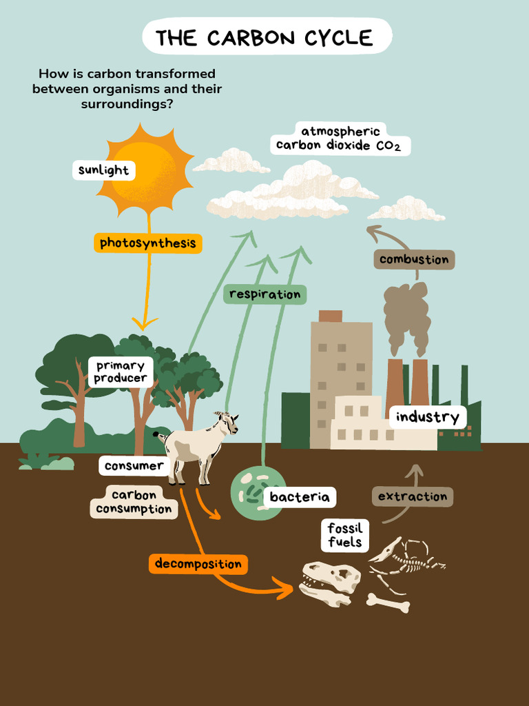 The Carbon Cycle - 20240826 - 221339 - 0000 | PDF | Carbon Dioxide ...