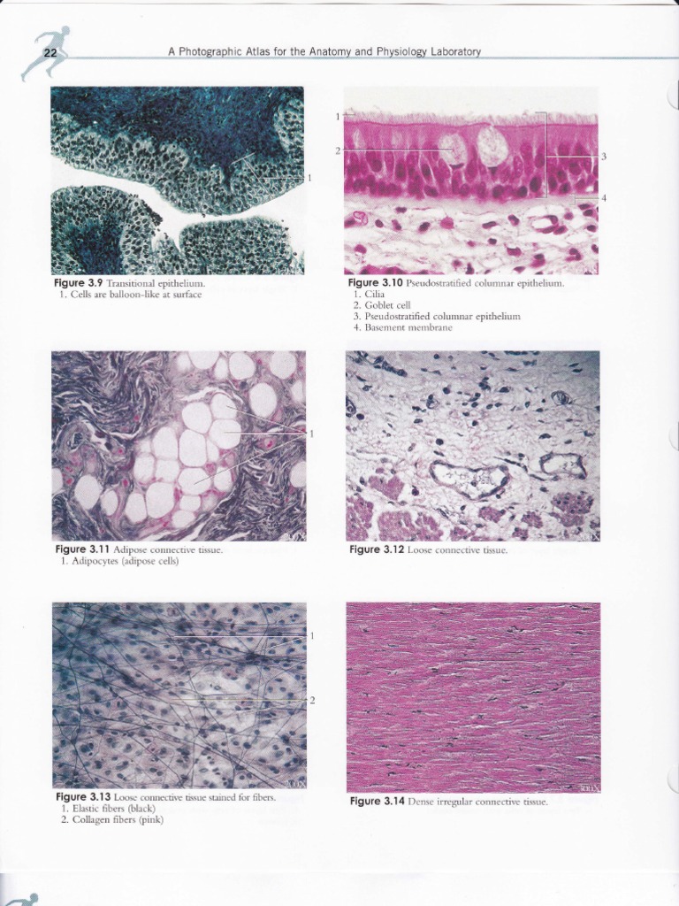 Histology Images | PDF | Epithelium | Axon