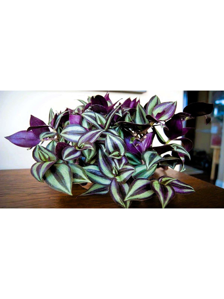 Wandering Jew Plant | PDF