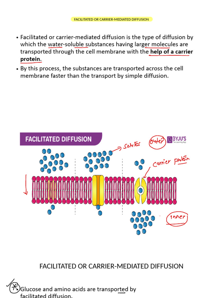Facilitated Diffusion and Transport Mechanisms | PDF | Cell Membrane ...