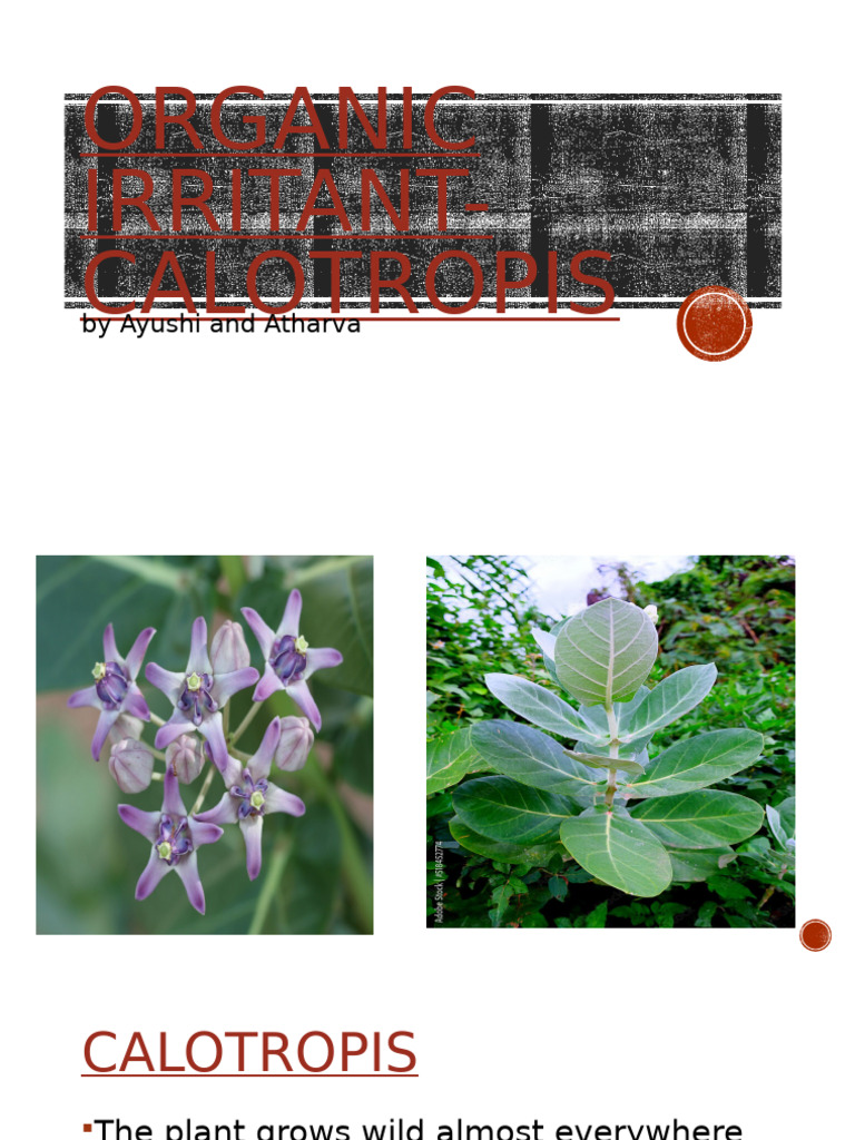 Organic Irritant-Calotropis: by Ayushi and Atharva | PDF | Cooking ...