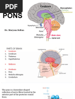 Anatomy and Function of the Pons | PDF | Brainstem | Human Anatomy