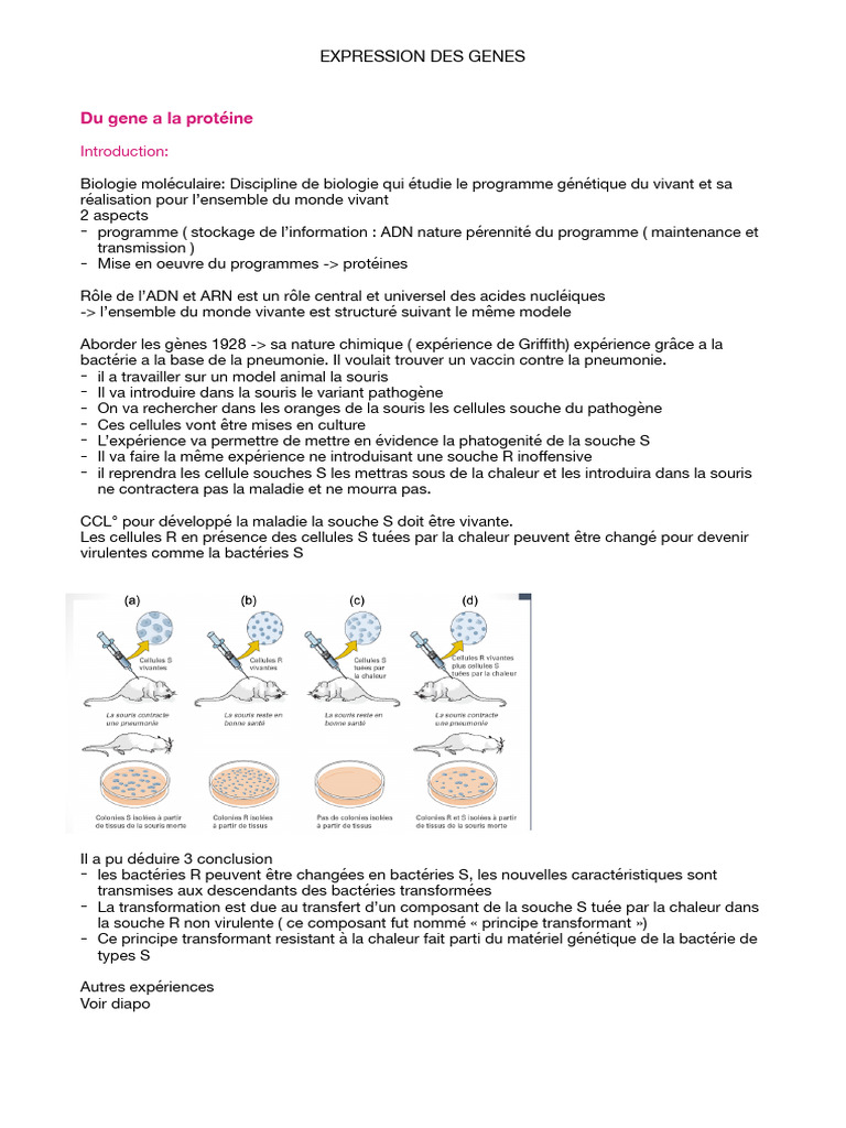 Expression des gènes : ADN à protéine | PDF | Acide ribonucléique ...