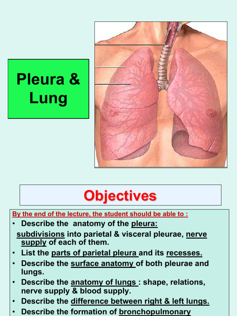 Anatomy of Lung & Pleura | PDF | Lung | Thorax (Human Anatomy)