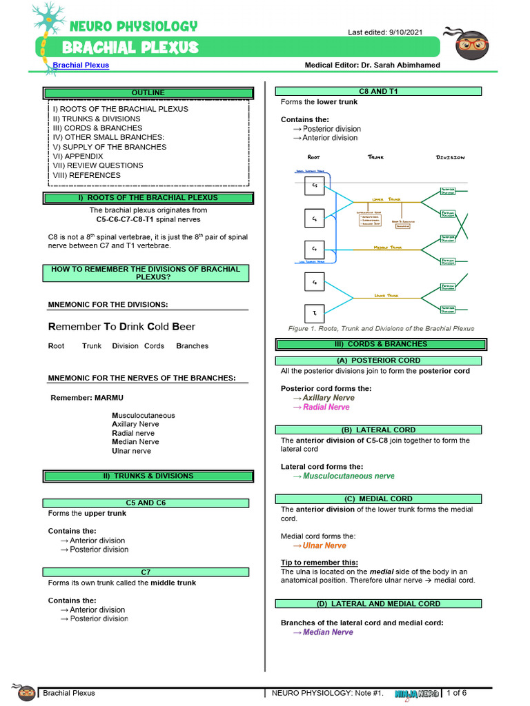 128 - Neurology Physiology) Brachial Plexus | PDF | Anatomical Terms Of ...