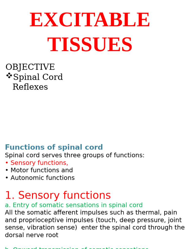 Spinal Reflexes | PDF | Motor Neuron | Spinal Cord