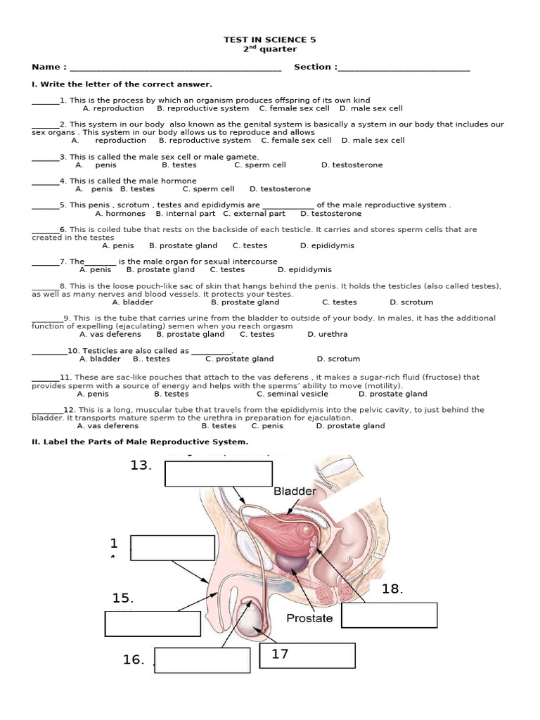Male Reproductive System Test 5 | PDF | Reproductive System | Testicle