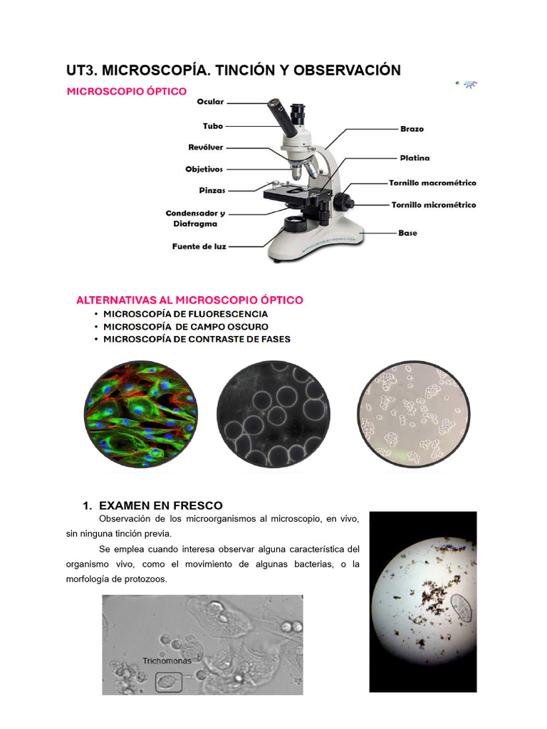 UT3. Microscopia. Tinción y Observación. | PDF | Tinción | Las bacterias