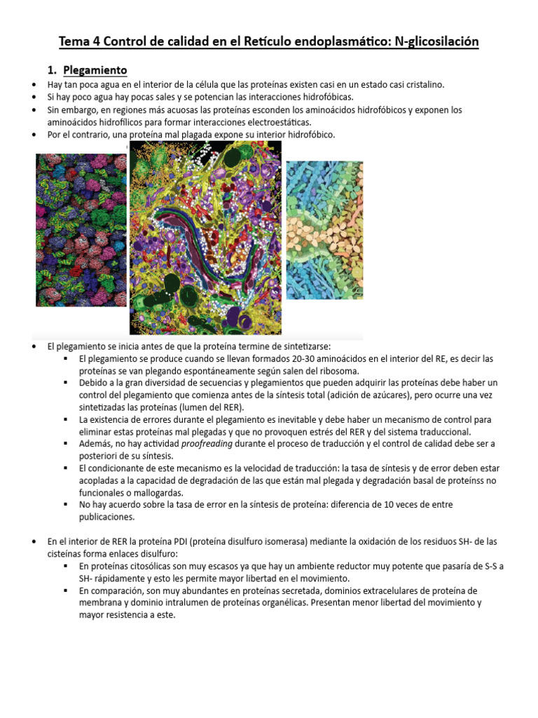 Tema 4 Control de Calidad en El Retículo Endoplasmático | PDF ...