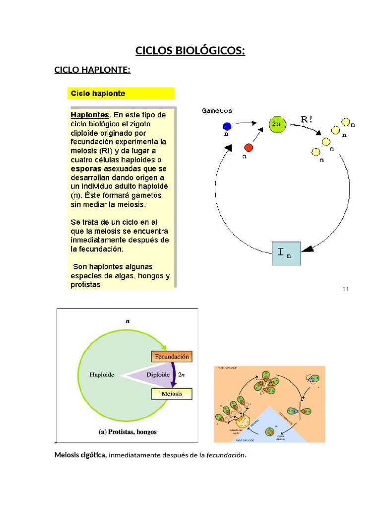Ciclos Biológicos: Haplónte y Diplónte | PDF | Ciencia y matemáticas