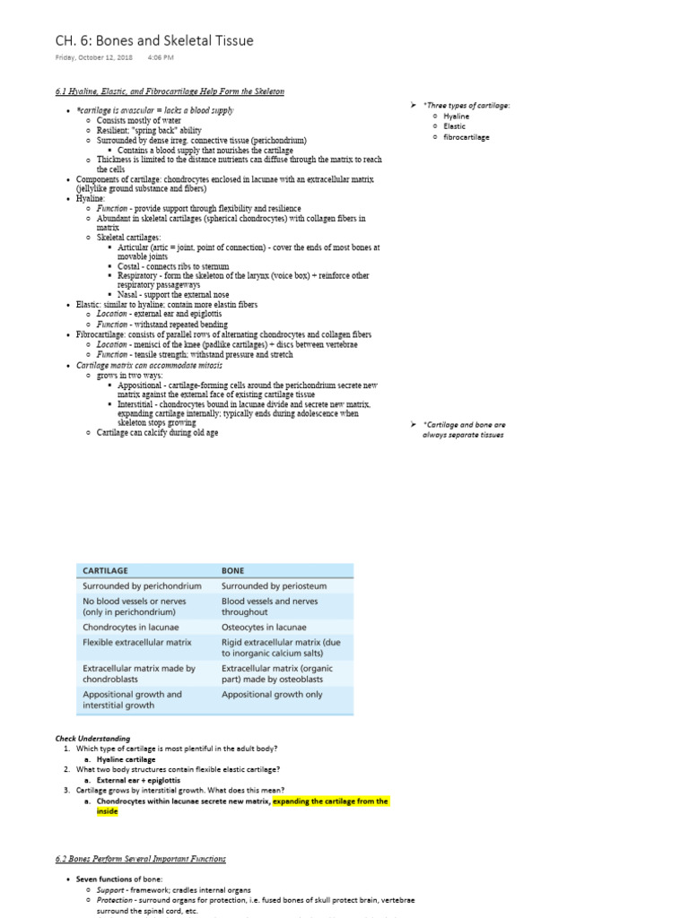 Notes - Bones and Skeletal Tissue | PDF