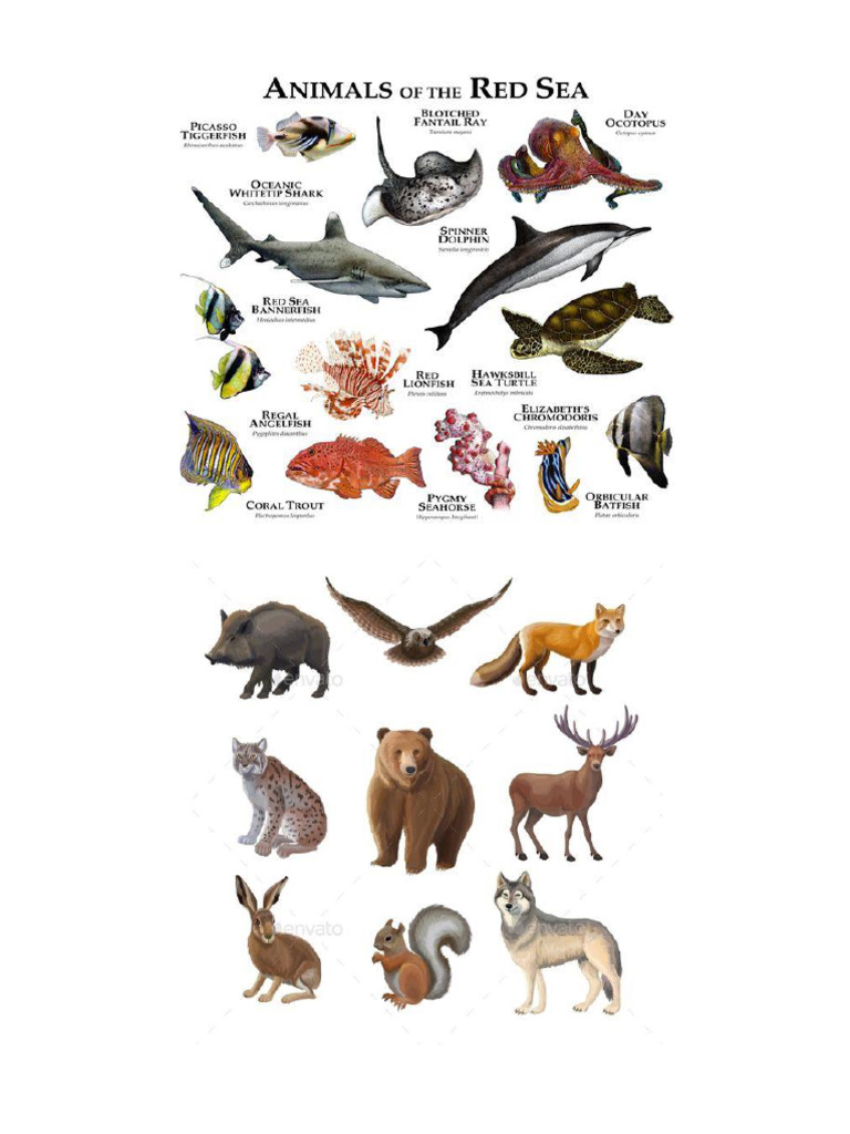 ANIMALES | PDF